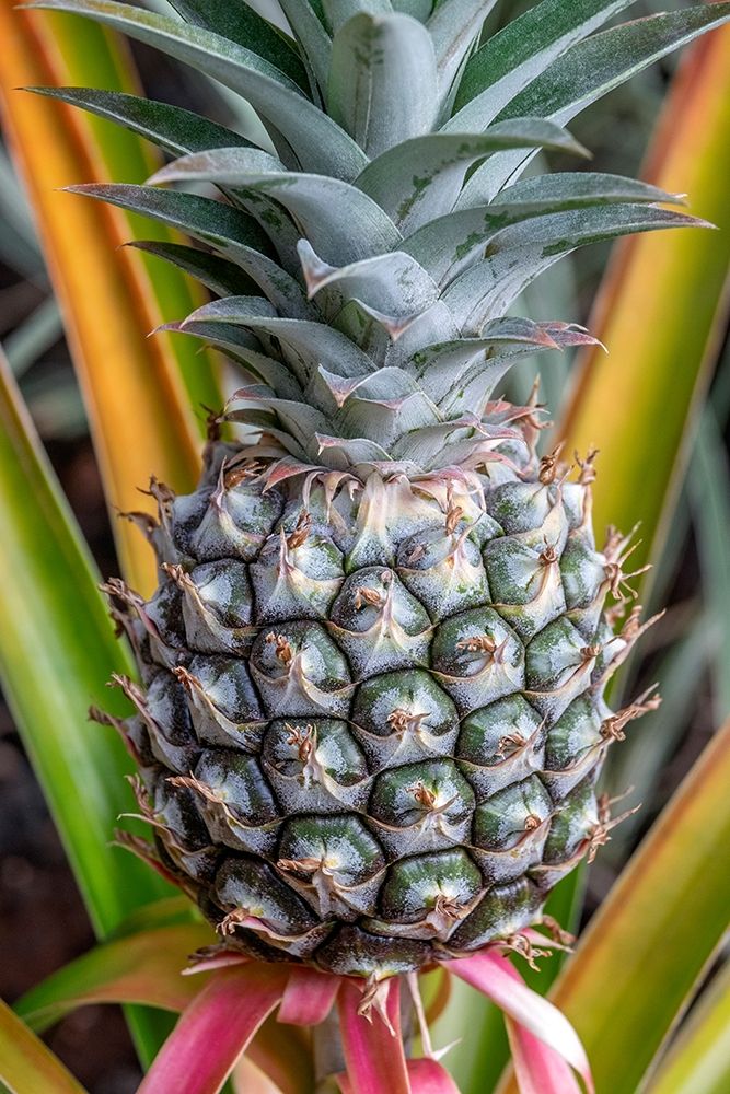 Pineapple plant
